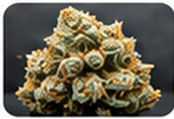 Cannabisblüte Gorilla Cookies